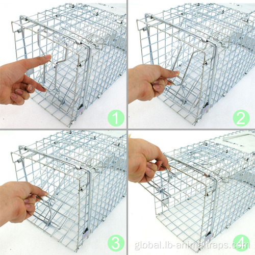 China Animal Large Cage Catcher Cold galvanized Catch Manufactory